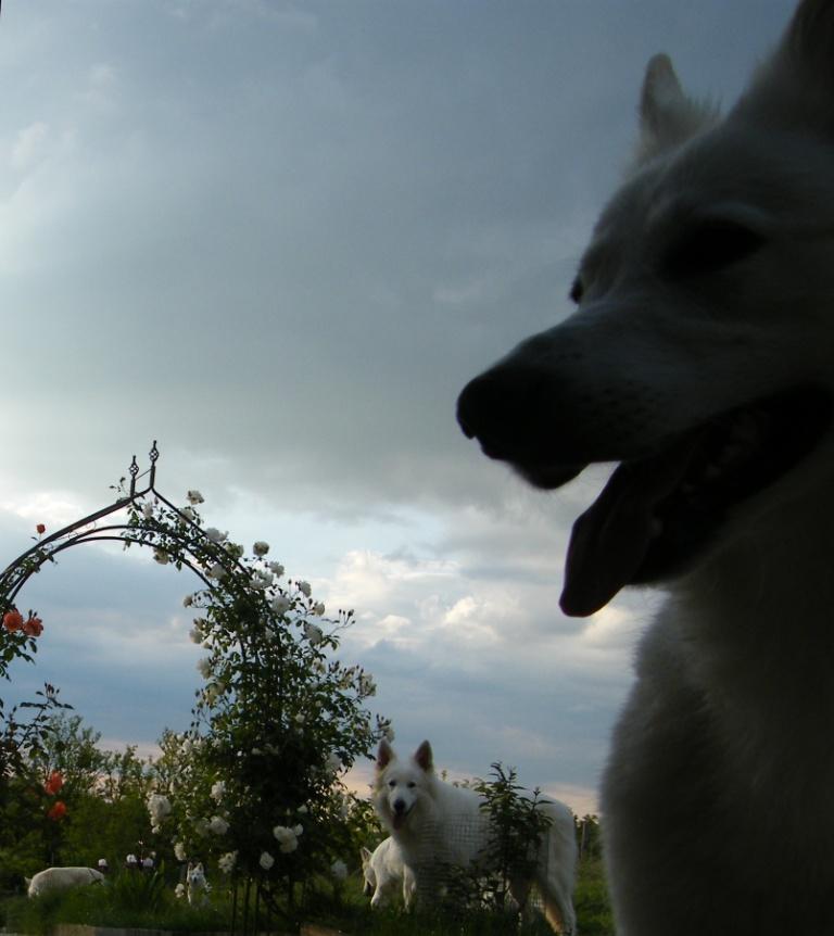 Weisse Schaferhunde Von Tirol Weisser Schaferhund Welpe Welpen Aus Kontrollierter Zucht